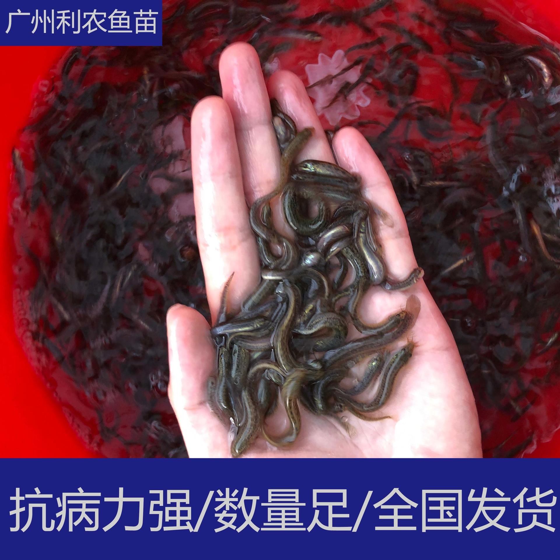 厂家直销 广东惠州泥鳅苗批发 3-5cm大量台湾泥鳅养殖供应