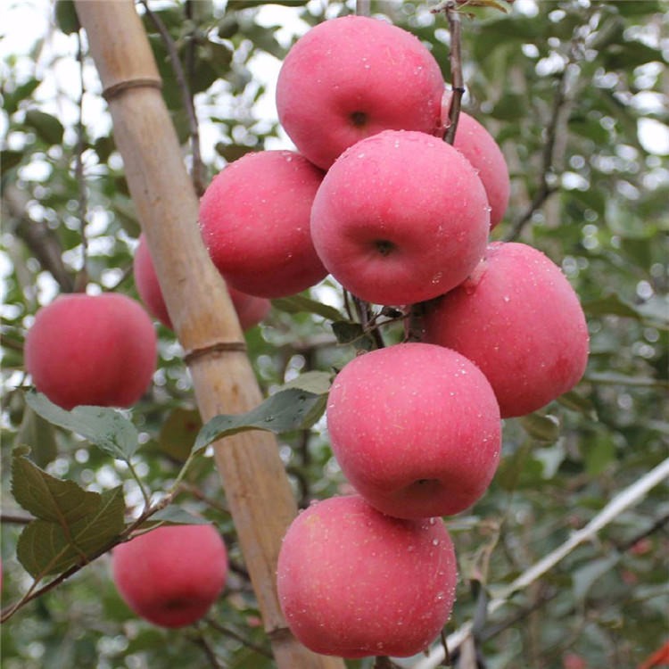 山东矮化苹果苗 批发柱状红富士苹果成苗基地 出售红肉苹果苗 苹果成苗价格图片