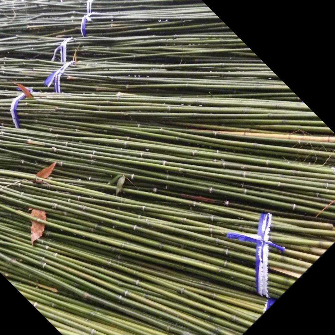 菜架竹厂家 出售各种水竹 优质小竹杆 绿化支撑杆 蔬菜搭架竹竿 装饰竹秆 长短粗细可定制