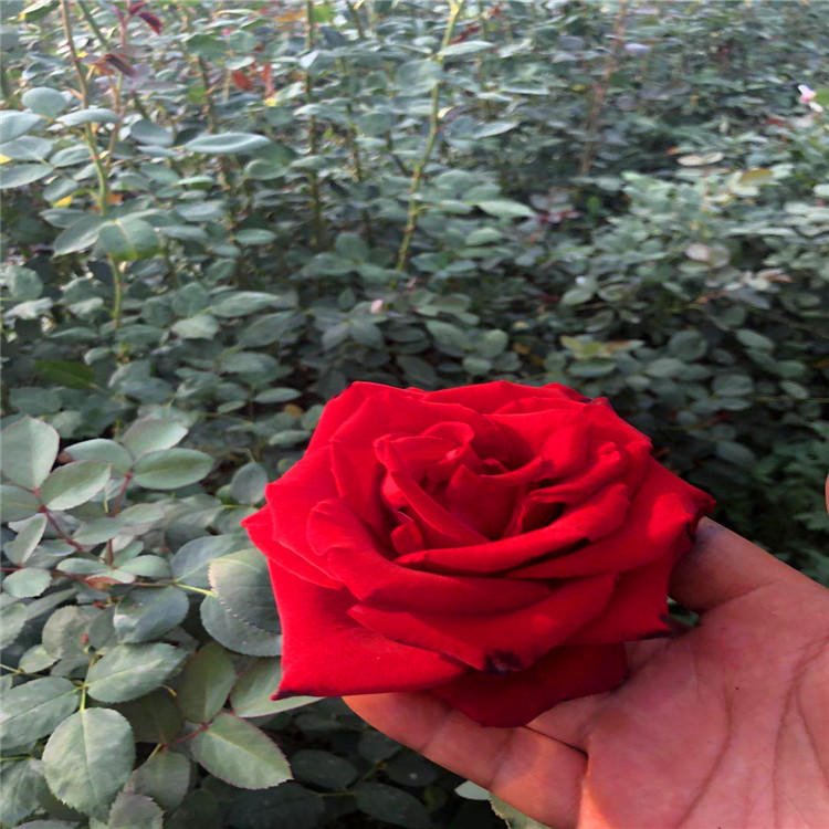 昆明基地大量生产盆栽 钻石玫瑰花苗多色球状花苗 云南优选玫瑰种苗