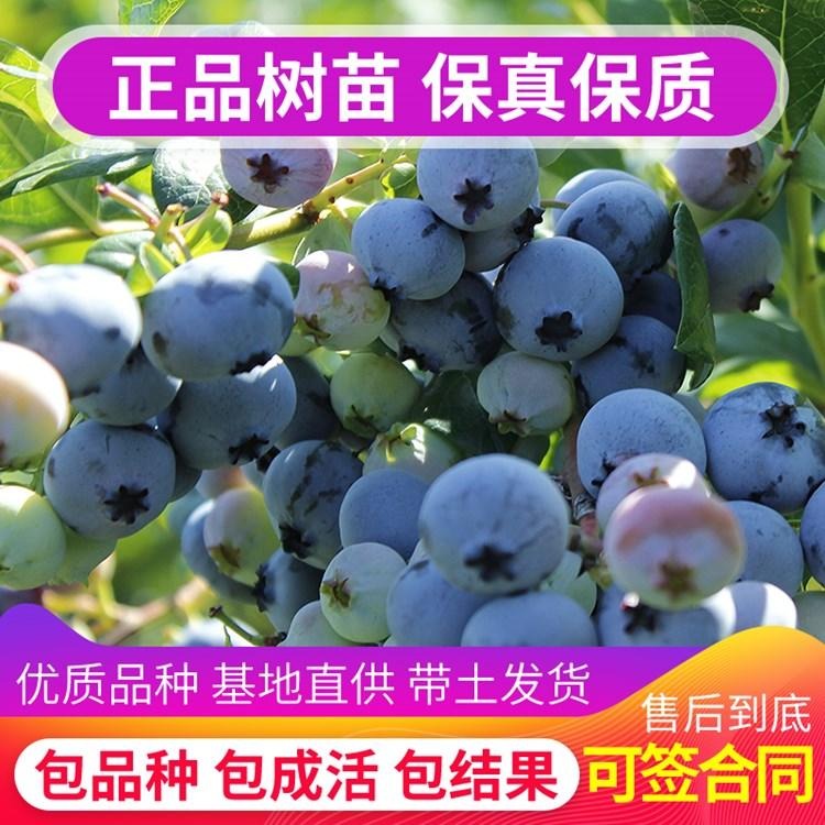 浙江蓝莓苗基地   批发3年-5年蓝丰蓝莓苗   南好 蓝金蓝莓苗