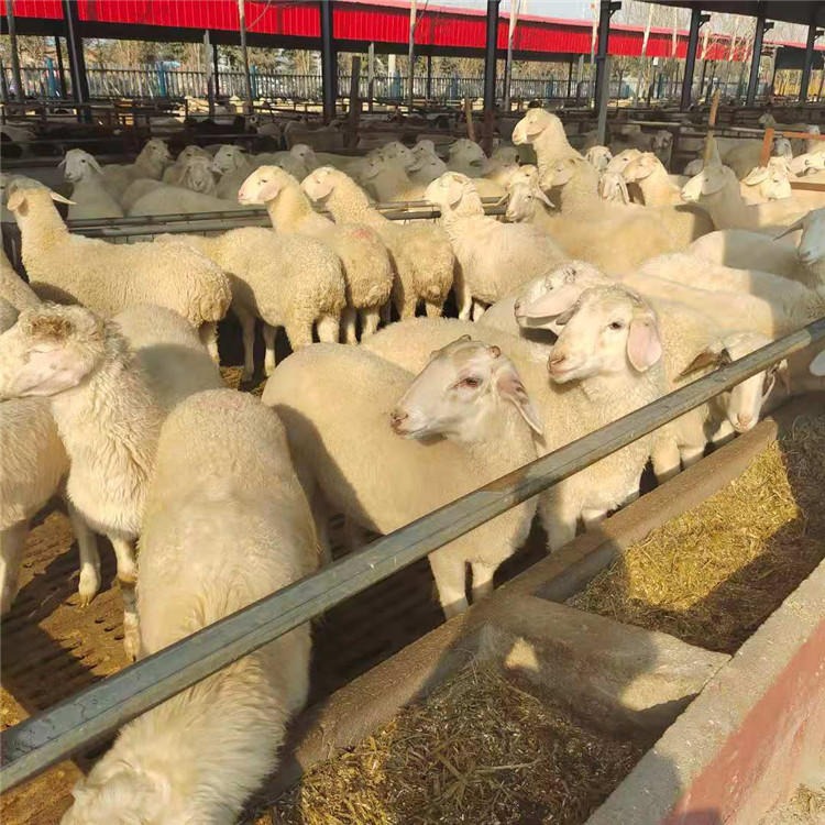 出售湖羊羊苗 小尾寒羊种羊价格行情 龙翔 杜泊种羊养殖场