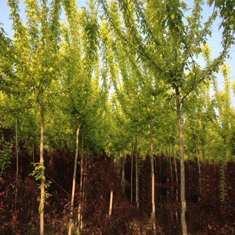 复叶槭树  廊坊绿源基地直供  园林苗木供应大量槭树