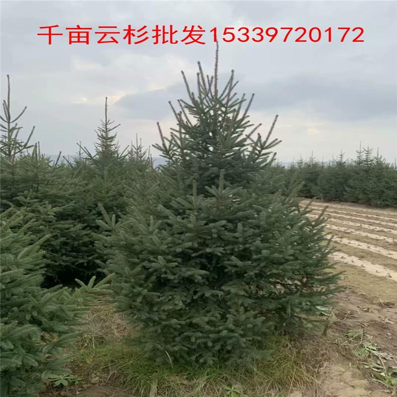  新疆吐鲁番地区1.5米云杉基地 厂家供应绿森苗木8米云杉 