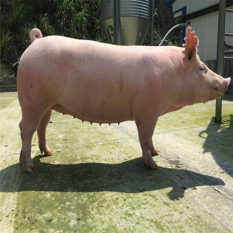 贵州万牧猪业供应高产大白母猪厂家直销