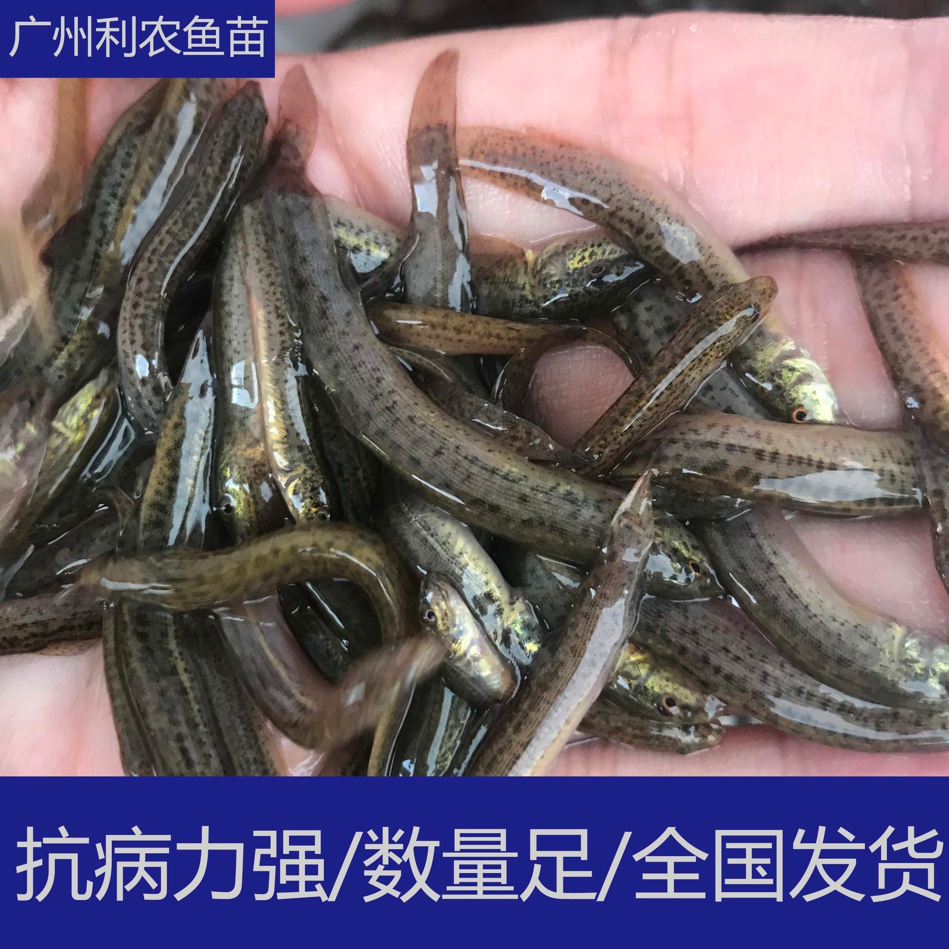 厂家直销 江西抚州纯种台湾大泥鳅苗 4-5cm台湾大泥鳅苗行情好