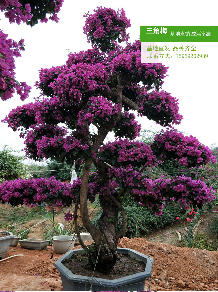 三角梅桩景（高度2米5）紫色桩景造型  盆栽勒杜鹃 大苗三角梅示例图7