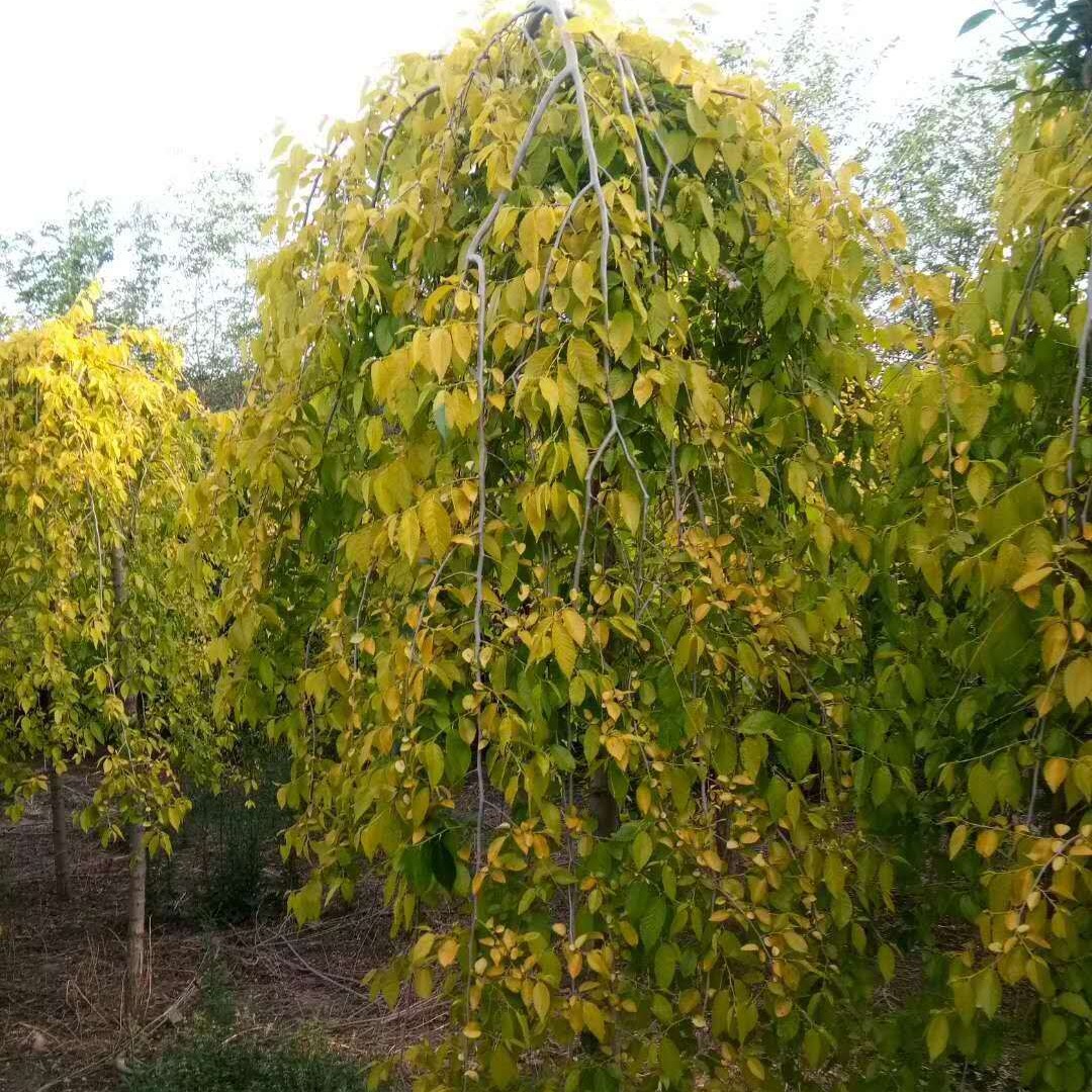 彩叶苗木金叶榆批发  金叶垂榆8-10公分价格 抗寒树种 量大优惠
