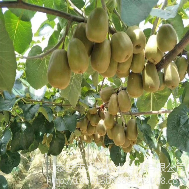基地出售红阳猕猴桃苗 提供种植技术黄金果猕猴桃苗 徐香猕猴桃丰产量产