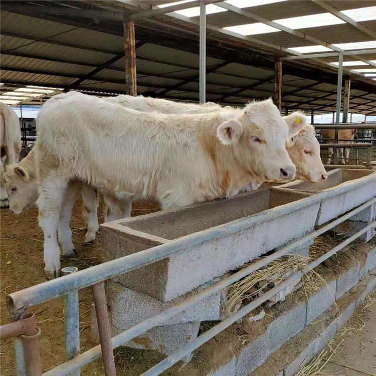 夏洛莱牛母牛价格 基地出夏洛莱牛 改良肉牛犊 现代 繁殖快