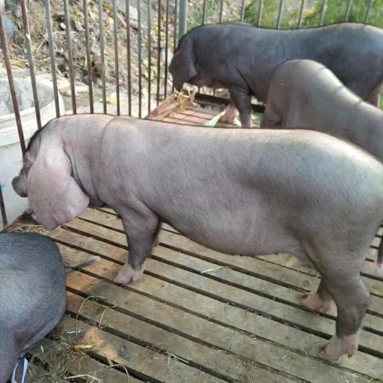 梅山小母猪价格1头 太湖一代种母猪苗 有大梅山种猪卖 徐州猪场