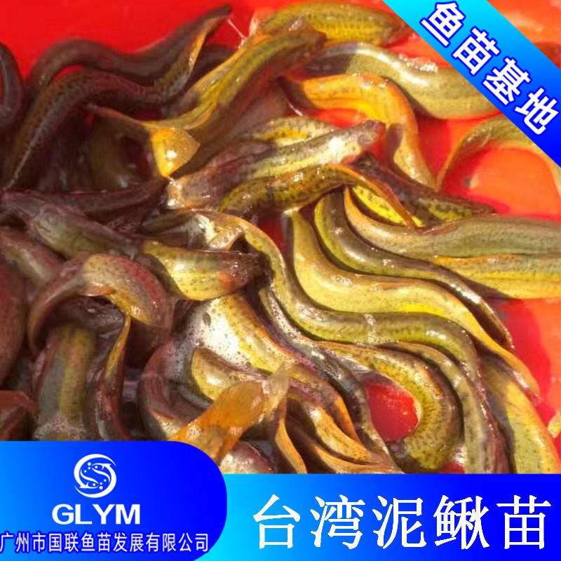广州国联鱼苗 良种台湾泥鳅一代苗 3-5厘米泥鳅苗养殖技术一个 药物配套
