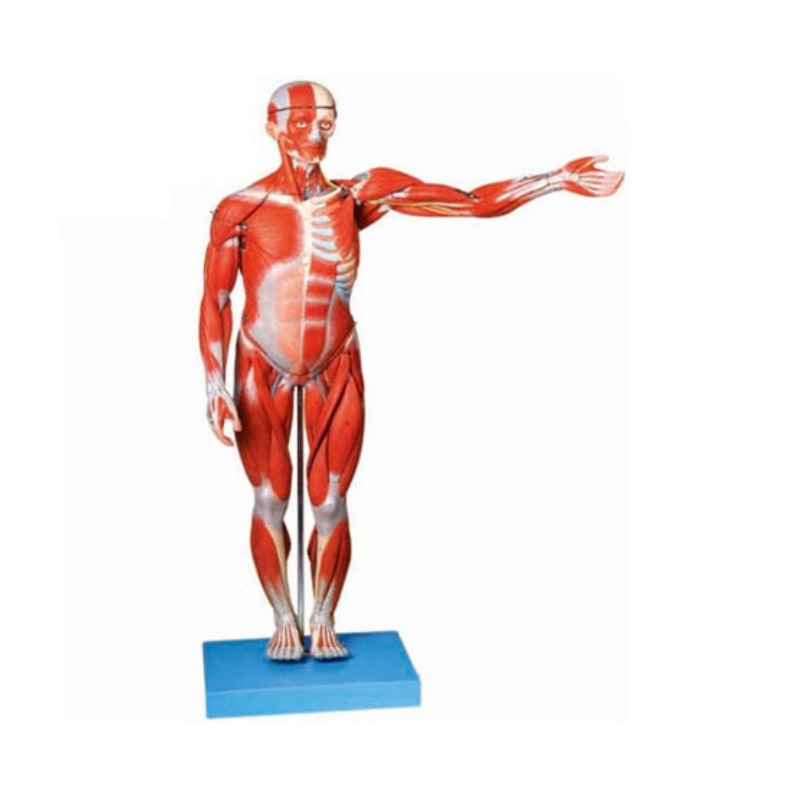 人体全身肌肉解剖模型实训考核装置     人体全身肌肉解剖模型实训设备    人体全身肌肉解剖模型综合实训台