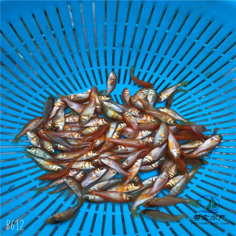 越南淡水红鲤鱼苗  产量高鲤鱼苗水花图片