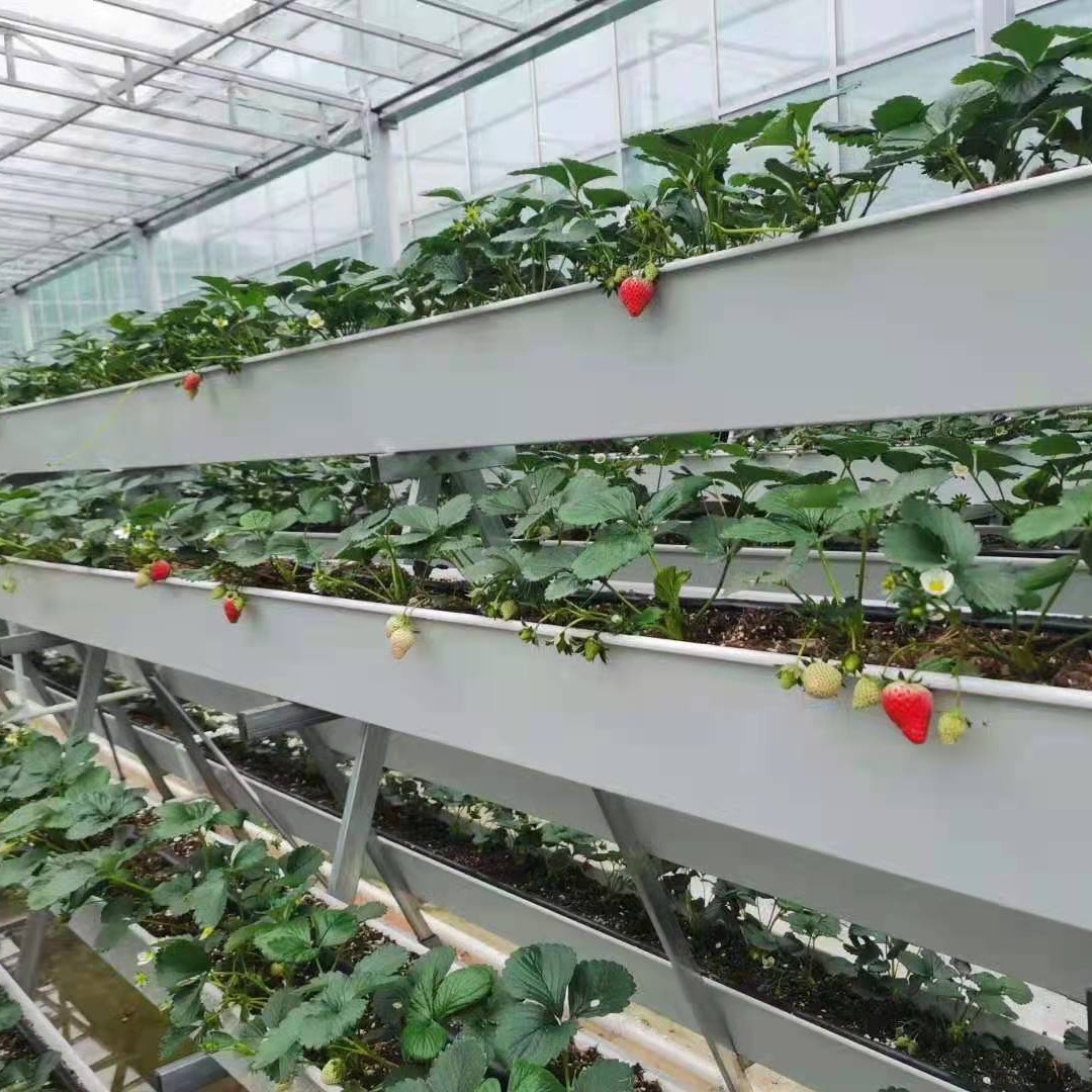 潍坊建达温室 无土栽培草莓 草莓玻璃温室 玻璃草莓温室 无土栽培草莓种植架子