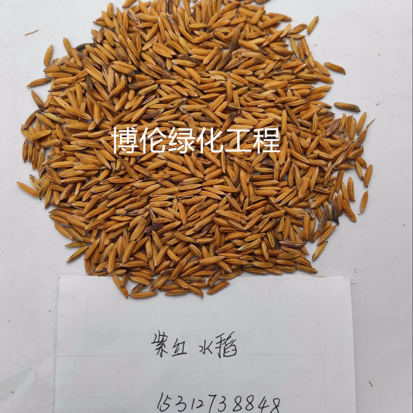 博伦紫红色水稻种子 白色水稻种子批发 黑色水稻种子价格 多彩水稻种子图片