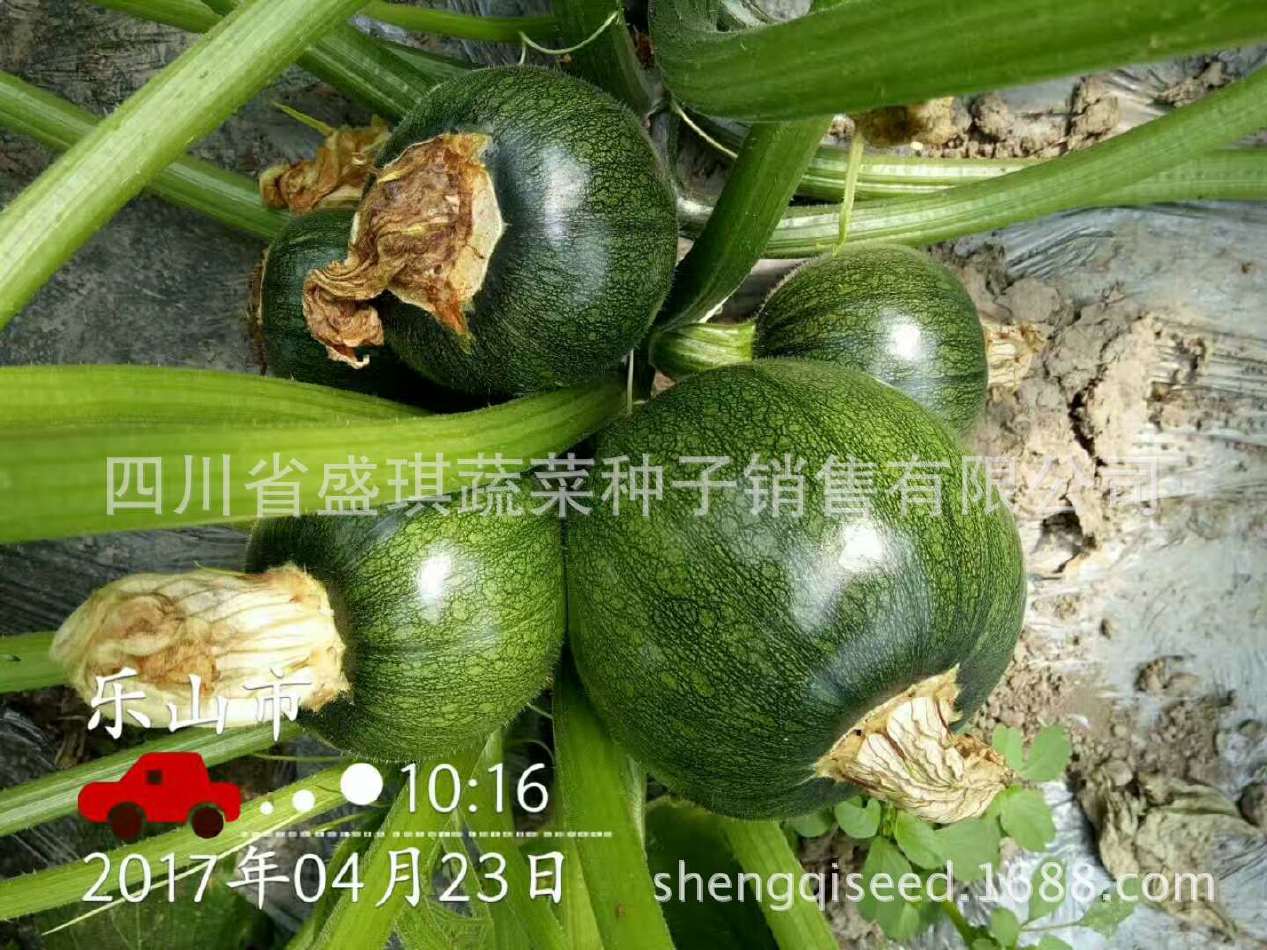 南瓜种子 厂家批发南瓜种子 蔬菜种子 高产南瓜种子示例图6