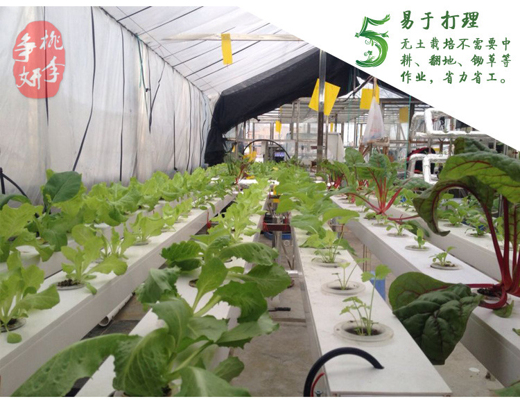 阳台无土栽培 单面四管水培设备 绿色蔬菜种植专用 全自动浇水示例图5