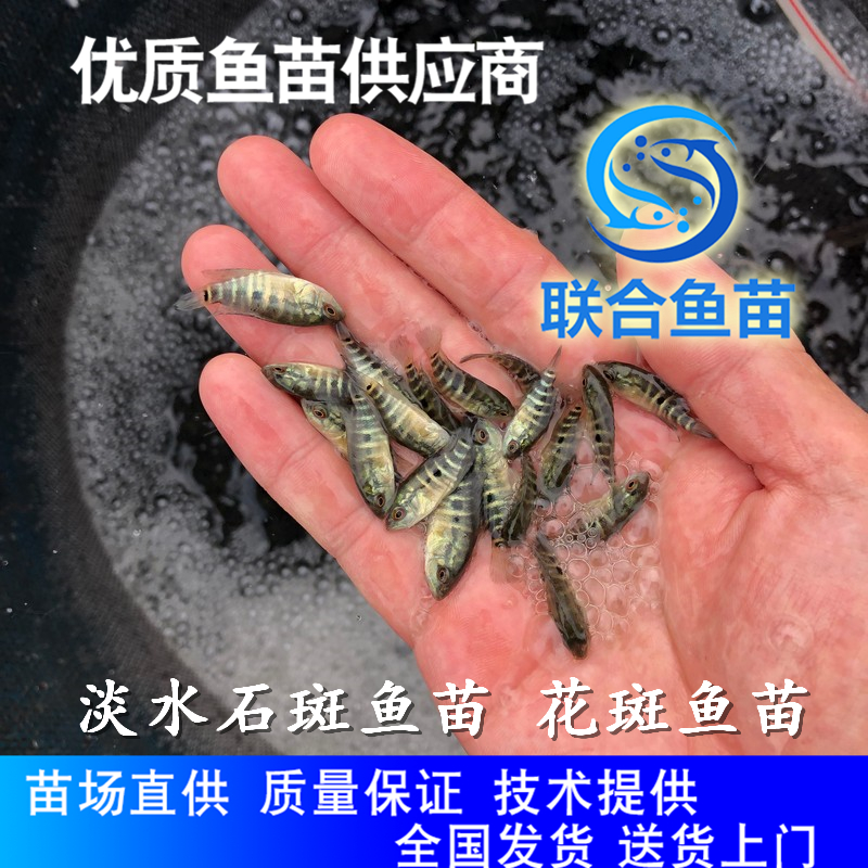 联合鱼苗出售老虎斑鱼苗 淡水石斑鱼苗广东鱼苗生产基地 石斑鱼苗