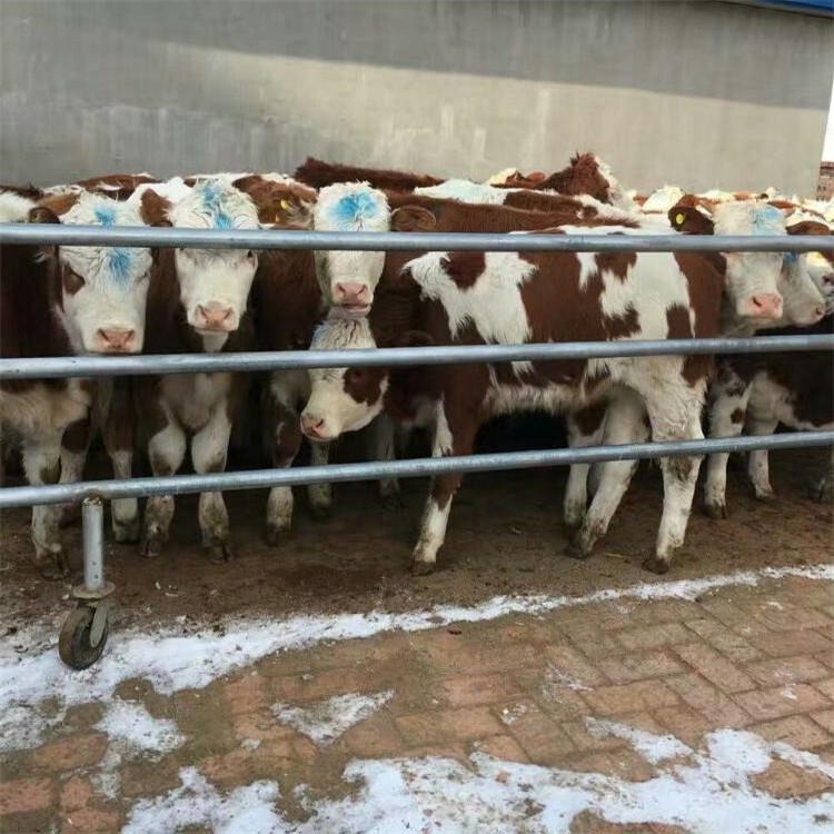 肉牛种苗出售 肉牛种苗供应 通凯牧业 大量存栏任意挑选 肉牛种苗批发图片