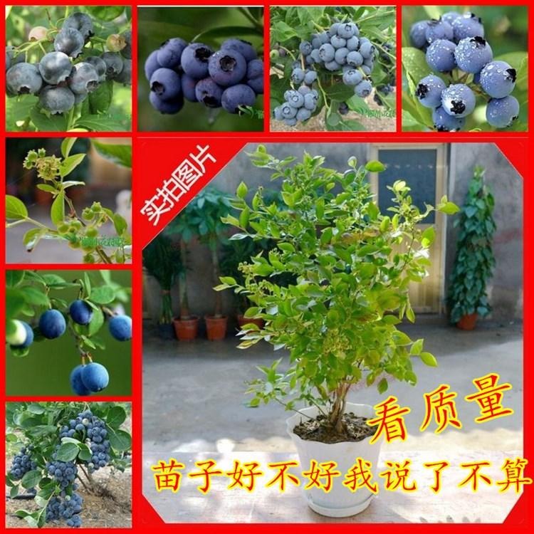 河南蓝莓苗  基地批发3年-5年蓝丰蓝莓苗  南好 蓝金蓝莓苗