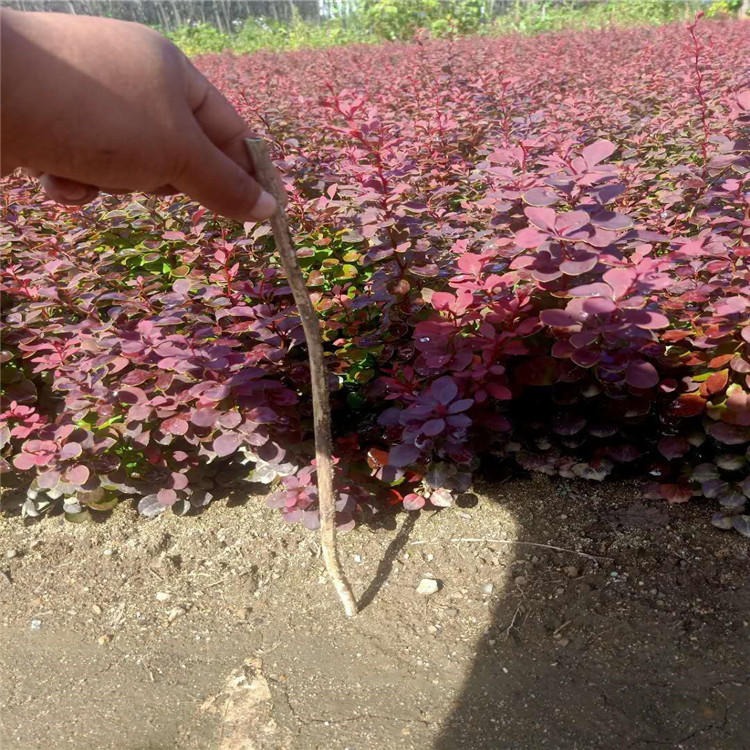 今年新採紫叶小檗种子出苗速度快农田大面积播种育苗