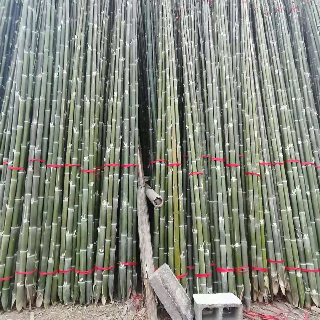 竹秆厂家 园林绿化数木支撑竿 防风帐支撑打桩用竹子 量大从优