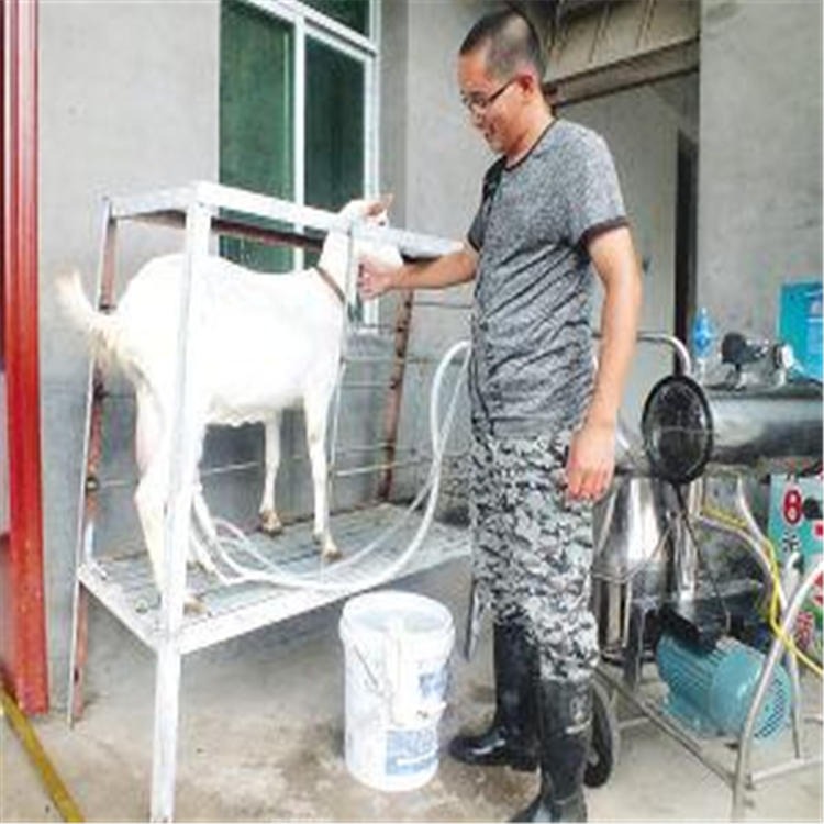 黑龙江省奶羊价格 通凯 奶羊母羊 成年二胎大母羊