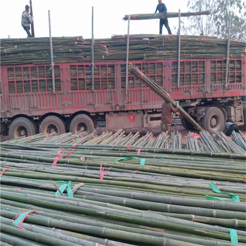大量批发5米竹竿 农业公司|果业公司|园林公司用的竹竿批发