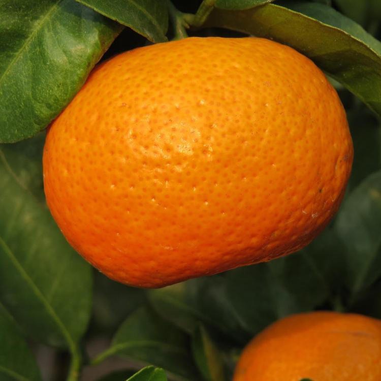砂糖橘广西砂糖桔基地直发荣盛苗圃大量批发橘子