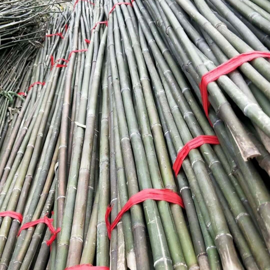 菜架竹厂家 促销细竹子 拇指竹 小毛竹 瓜果蔬菜爬藤搭架用竹竿