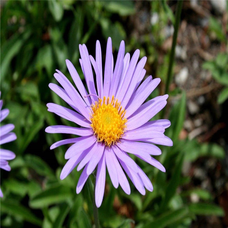 森源供应紫菀种子植株露地适应性强花色鲜艳花姿秀丽