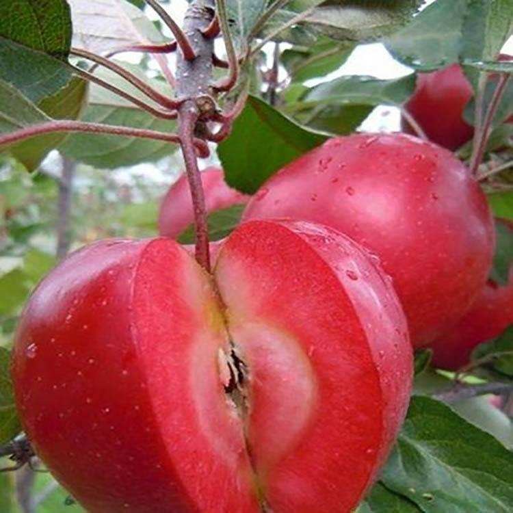 冰糖心苹果树苗 苹果树苗北方种植 黑钻苹果树苗 苹果树苗产地