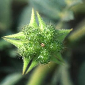 刺蒺藜提取物（Tribulus P.E.）   刺蒺藜浓缩粉 .  刺 蒺藜喷雾干燥粉  生产基地