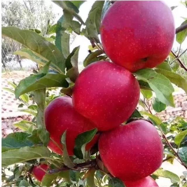 农户自销1公分2公分3公分红肉苹果树苗  红肉苹果的特点  红肉苹果苗适应的地区 苹果原生苗 迎春园艺场