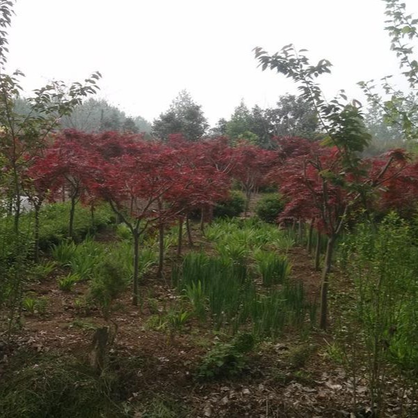 红枫价格 日本红枫树 1-12公分 园林绿化工程苗木 红枫苗