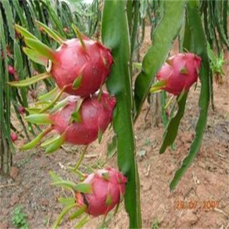 适合南北方种植 山东火龙果苗批发 红心火龙果种植技术 黄晶火龙果苗