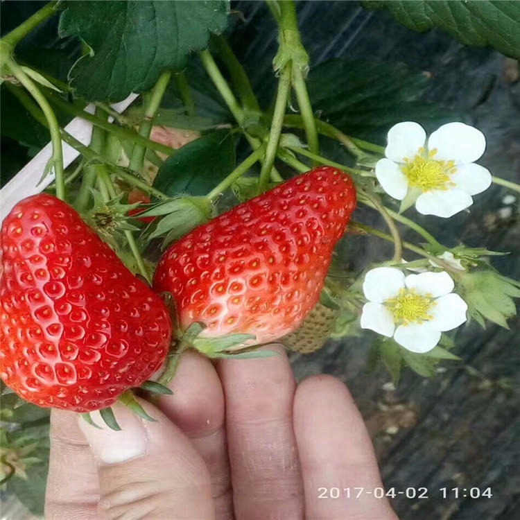 甜查理草莓苗价格信息 价格优惠 甜查理草莓苗品种介绍图片