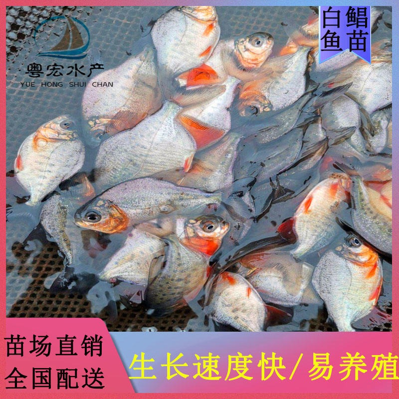 求购鲳鱼苗 福州繁殖基地红鲳鱼苗 短盖巨脂鲤鱼苗送货上门