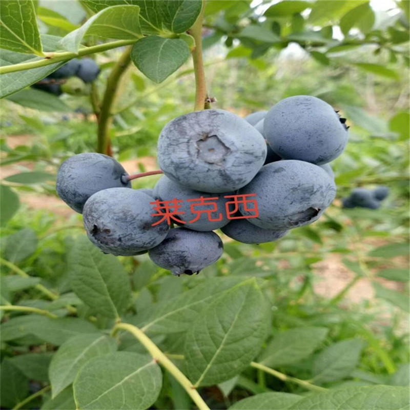 杜克蓝莓苗种植方法 蓝莓苗品种多价格优惠现挖现卖