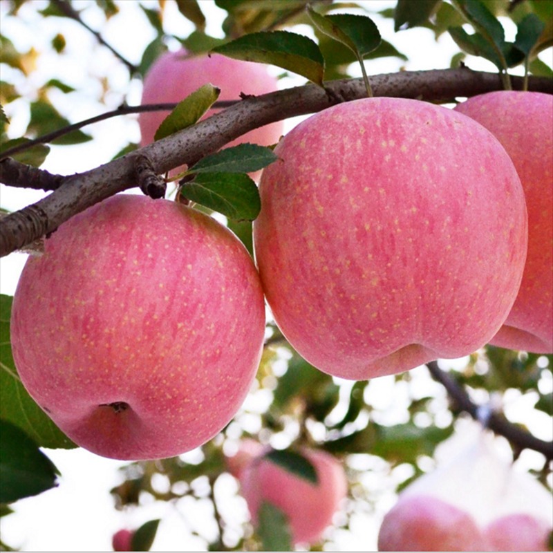 山东苗圃1公分2公分3公分苹果树 3公分苹果树价格  4公分苹果树  柱状苹果树  迎春园艺场图片
