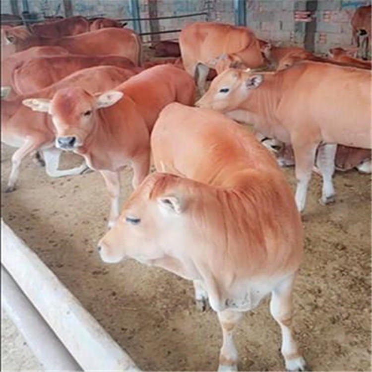 纯种鲁西黄牛-种牛犊-纯种小牛崽-供应改良黄牛种牛犊-龙翔牧业图片
