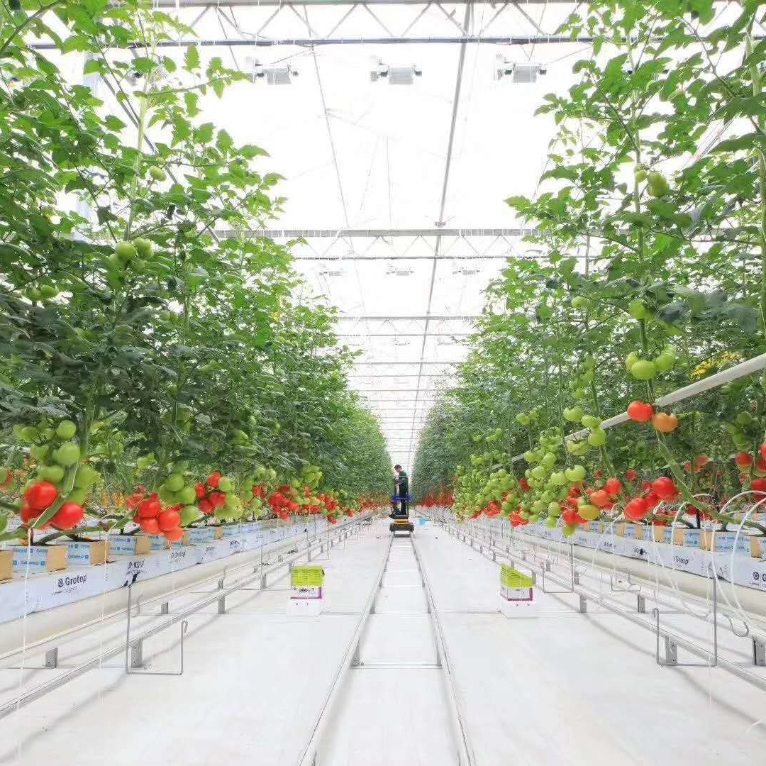 青州鑫泽厂家直销 温室大棚  立体水培种植 无土栽培 品质可靠  欢迎订购图片