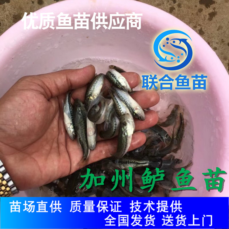 广州联合鱼苗 加州鲈鱼苗淡水鱼苗基地 淡水鲈鱼苗品质保证