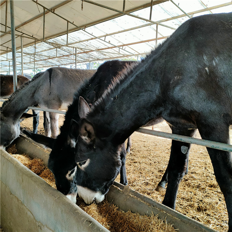 乌头肉驴苗价格 3-6个月小驴苗 肉驴仔改良驴种 乡村牧业 企业认证