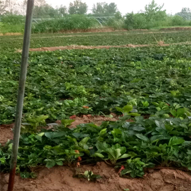 红夏草莓苗 宇浩园艺场 基地栽培 草莓苗信誉好的商家