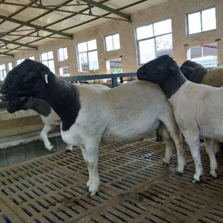 杜泊绵羊养殖场 改良杜波绵羊出肉率高 养殖场杜泊供应价格 现代 大量批发