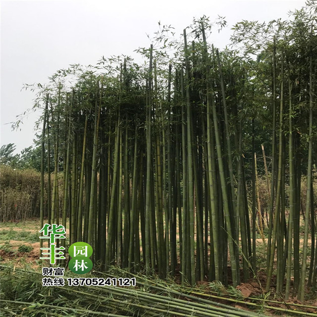 基地大量低价直销竹类植物 青竹 淡竹 紫竹 金镶玉竹 规格全 庭院园林绿化工程