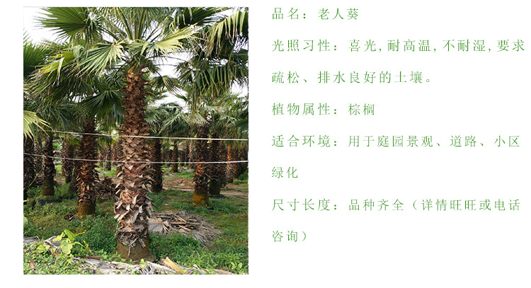 老人葵棕榈 杆高1米至8米规格齐老人葵 可作景观树风景抗风蒲葵苗示例图4