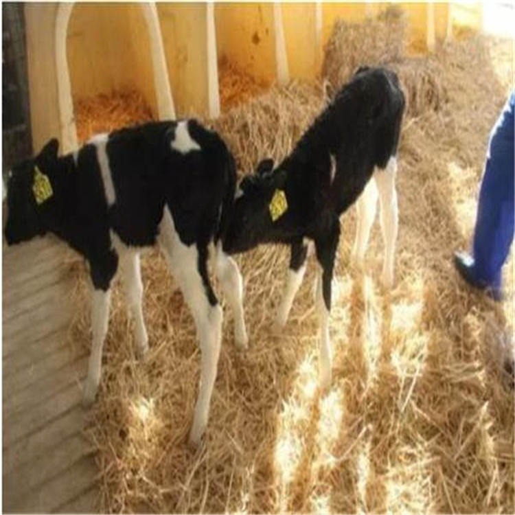 四川牛犊子价格 200斤小牛犊 通凯 西门塔尔牛养殖场图片